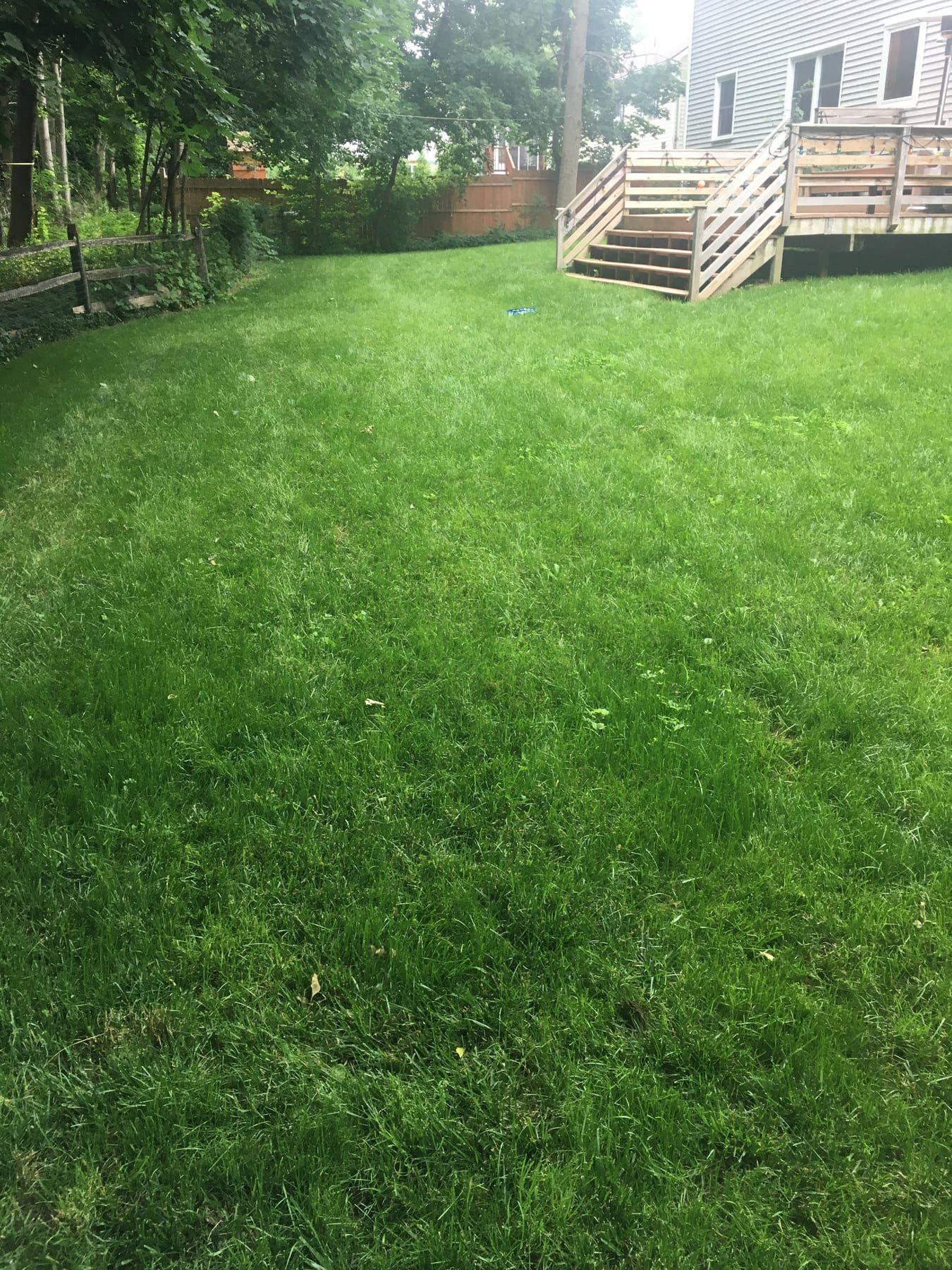A backyard filled in with thick green grass up to the deck