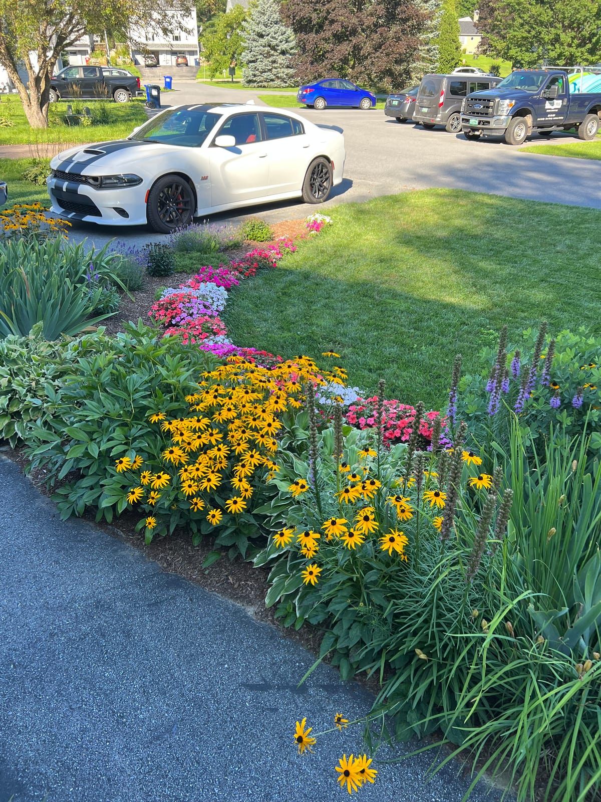 Flower beds with black-eyed Susans along a driveway