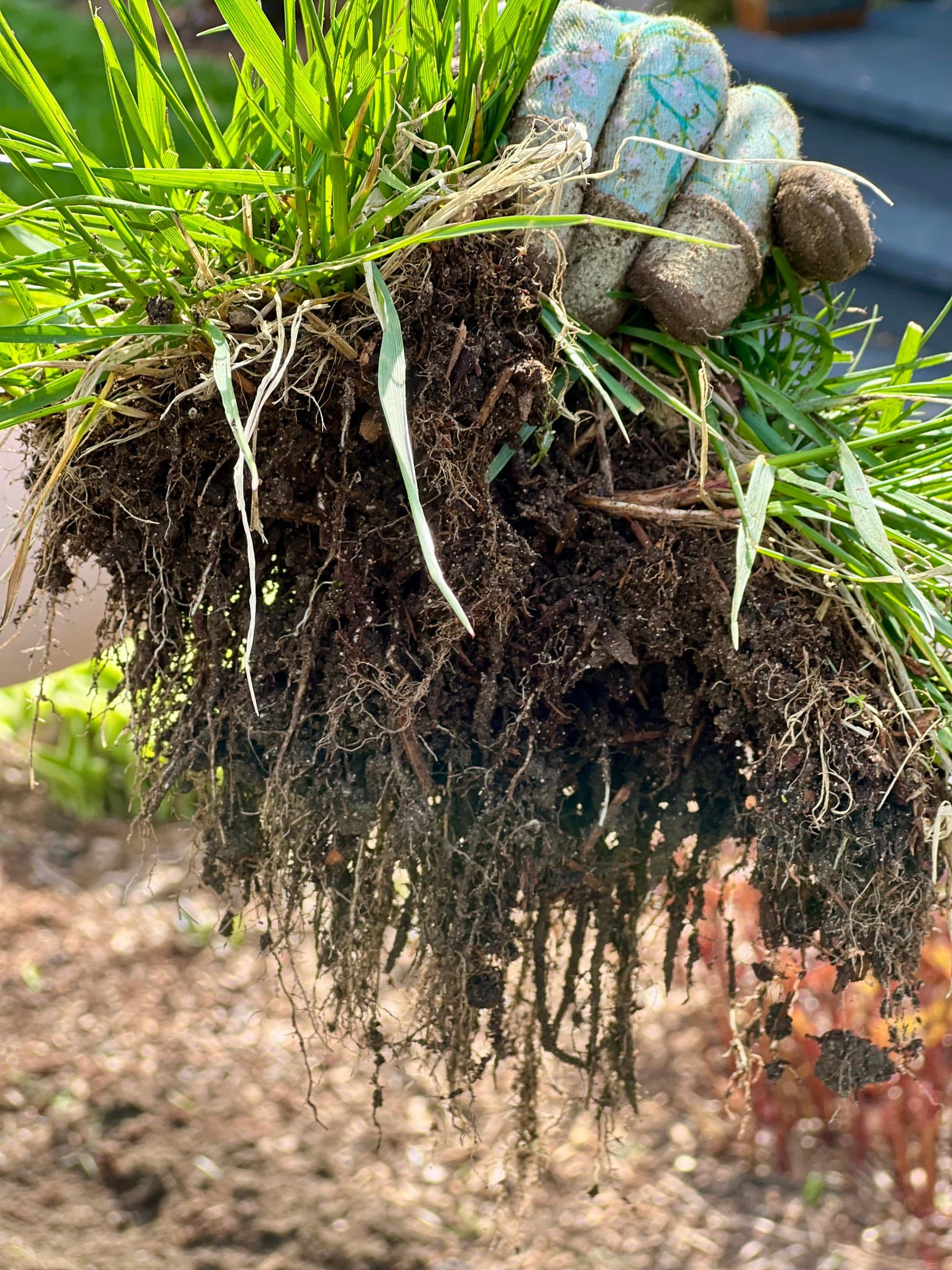 A clump of grass held in a work glove, showing deep roots
