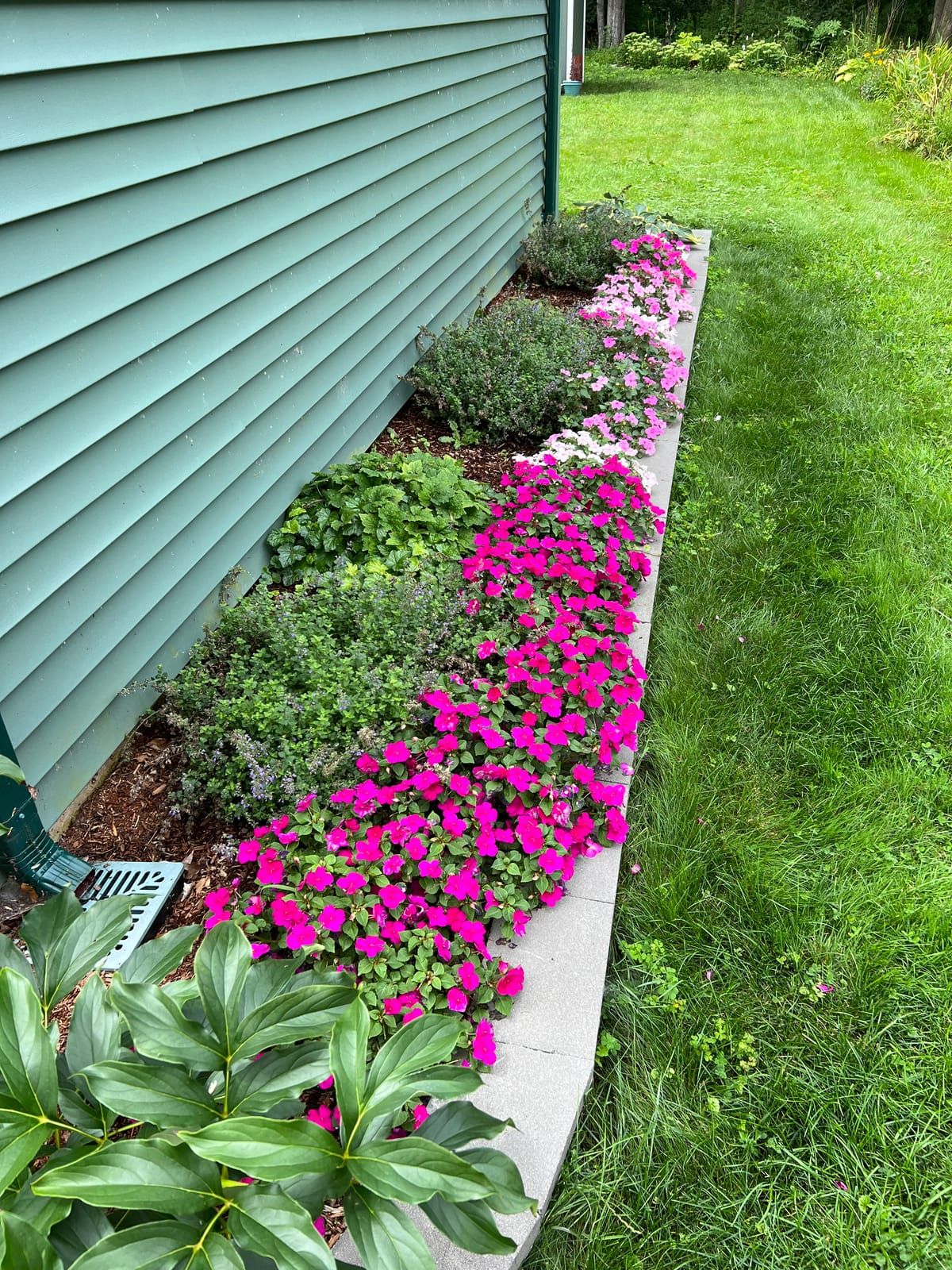 A bed of pink impatiens along the side of a house