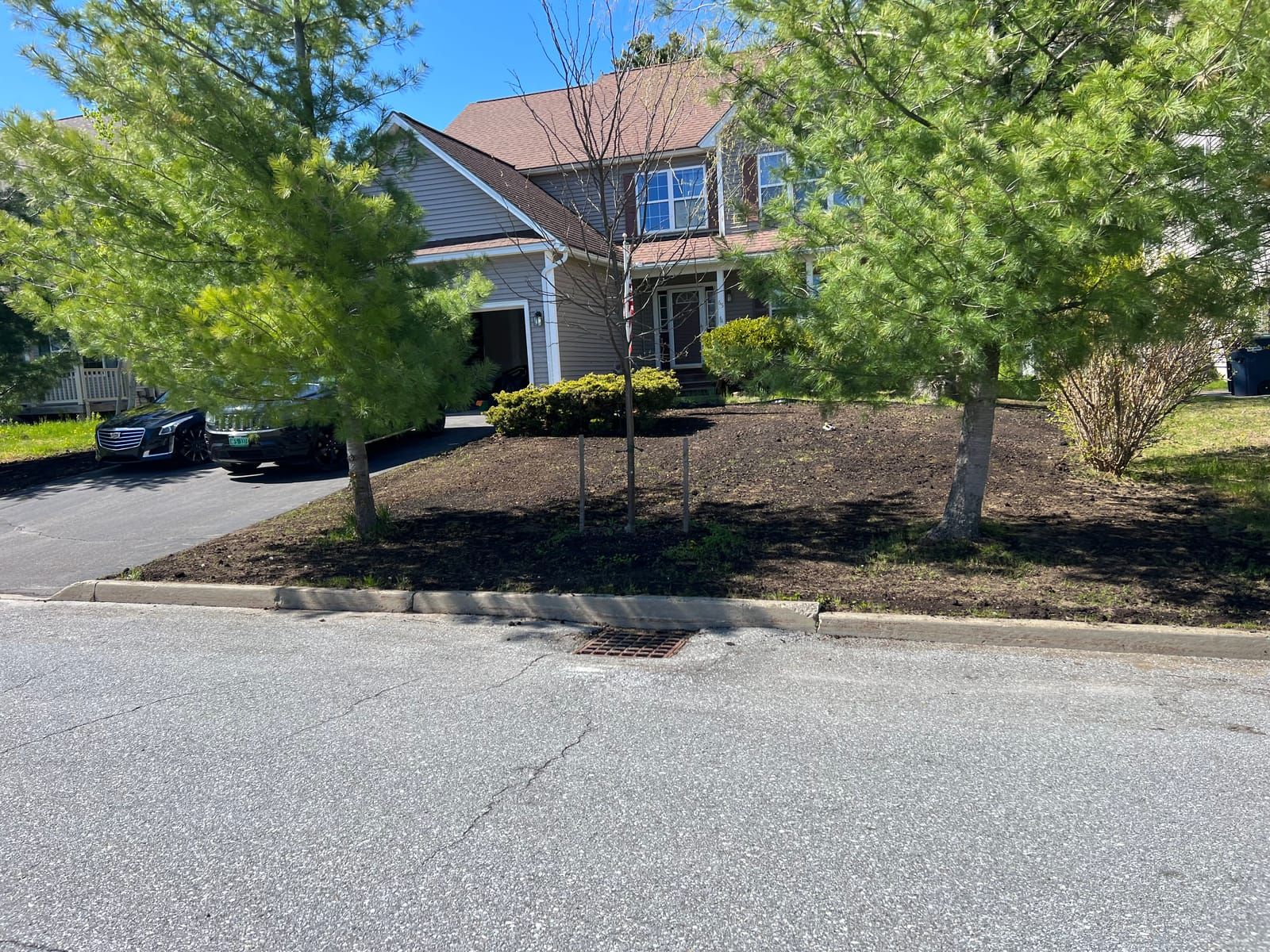 Freshly mulched beds under young trees by the street
