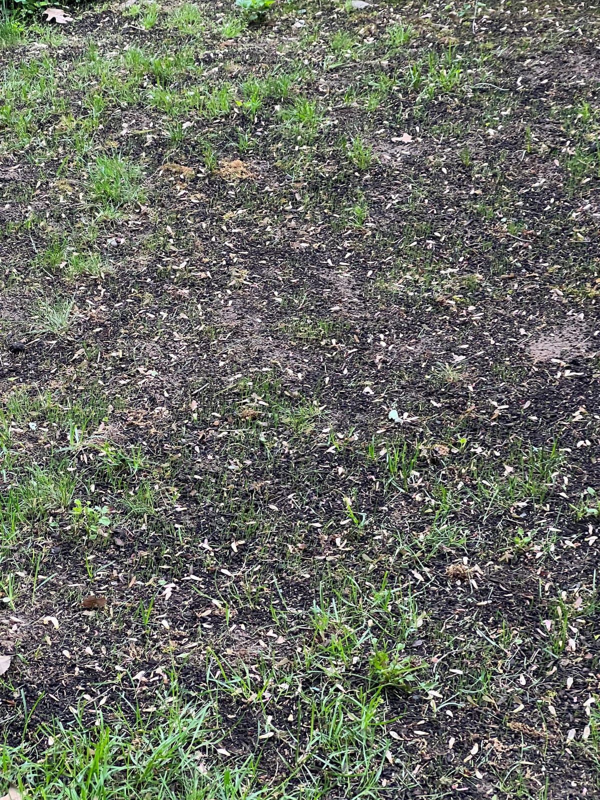 New grass coming up through the soil