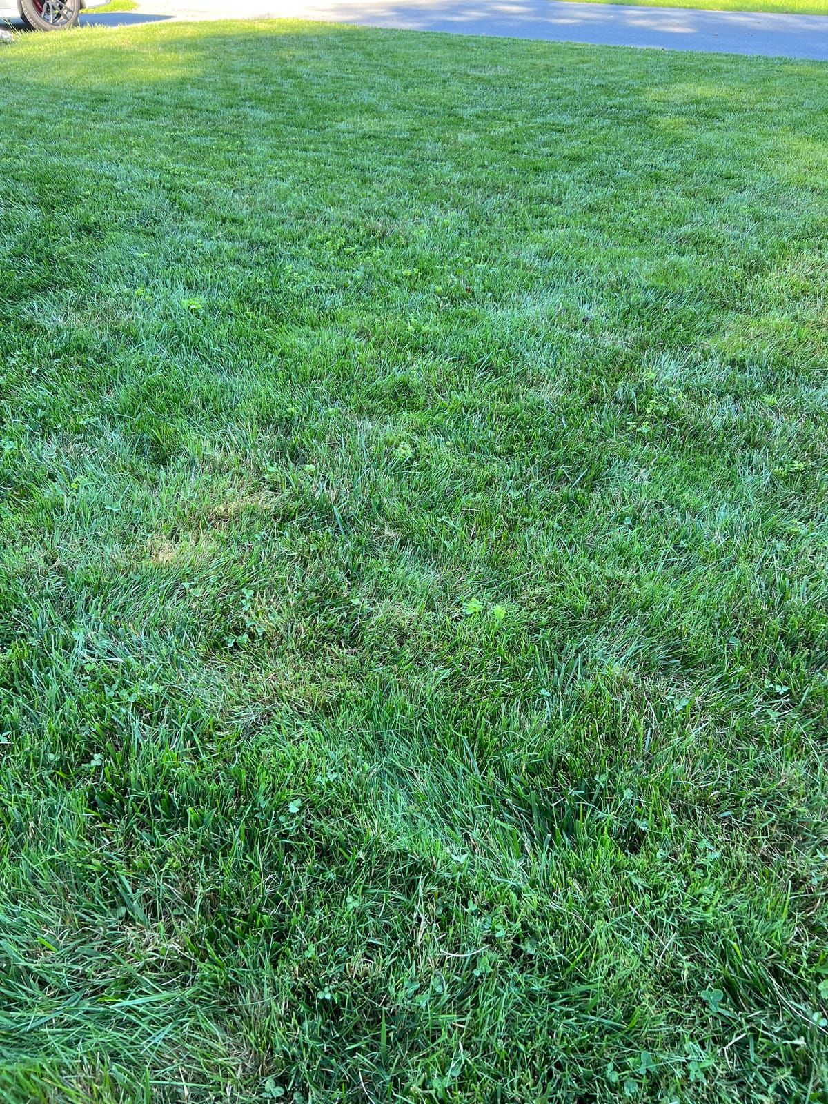 Close-up of thick, dark green grass
