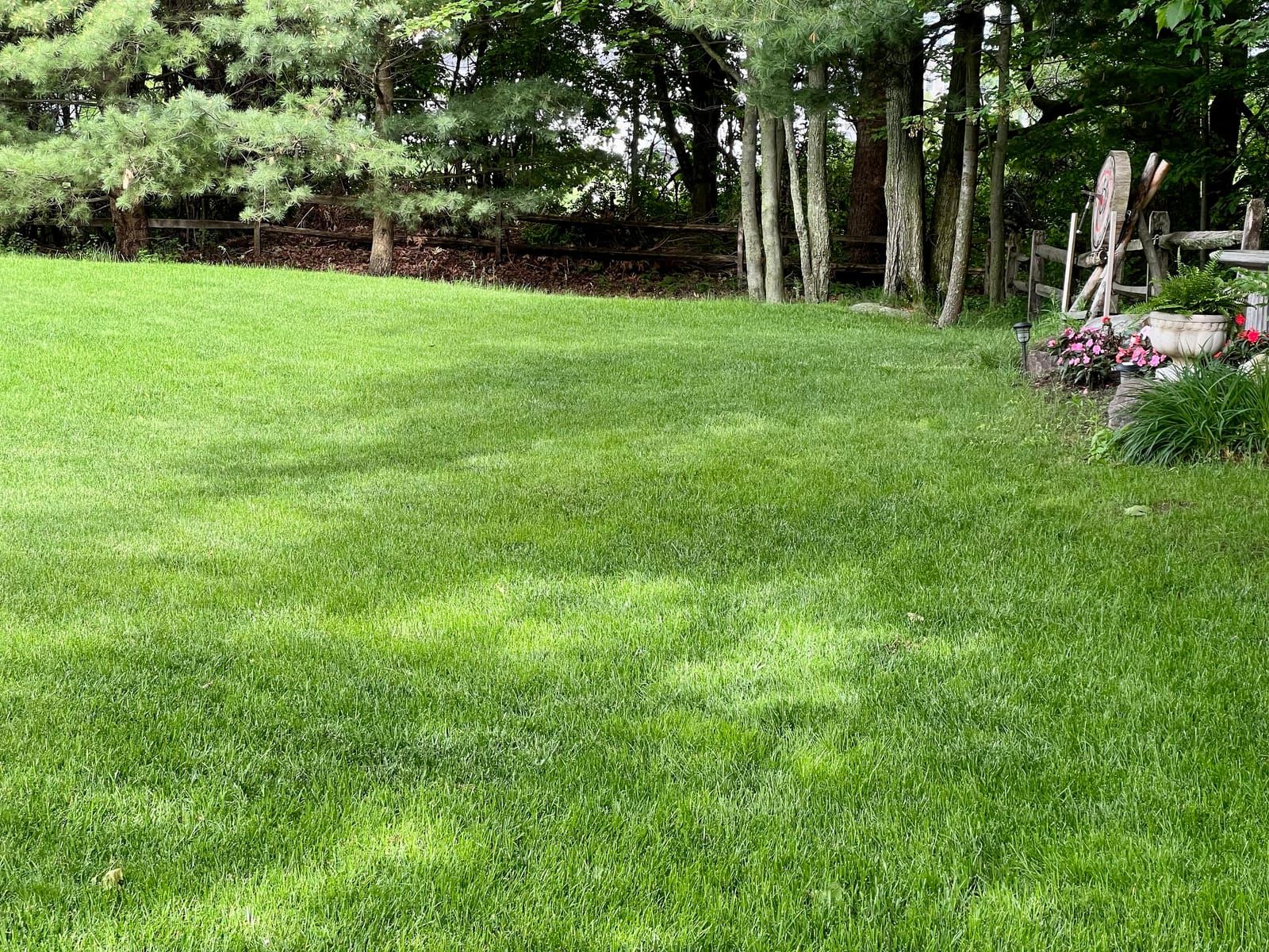 A wide, even backyard lawn under tall trees